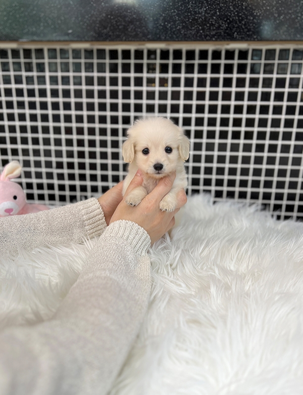 강아지분양 썸네일