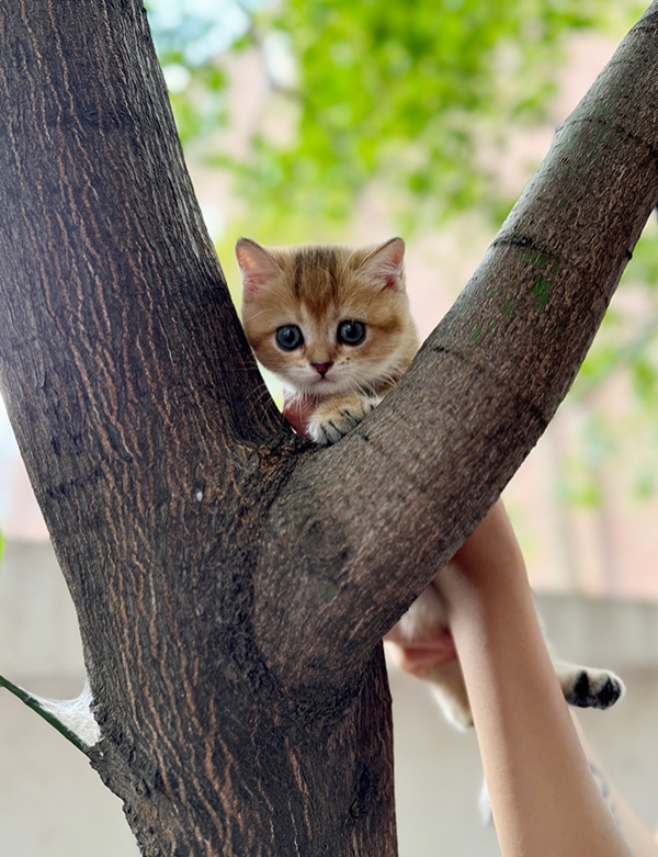 강아지분양 썸네일