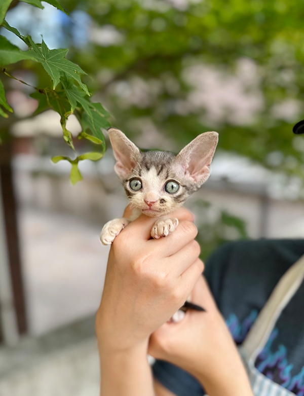 강아지분양 썸네일