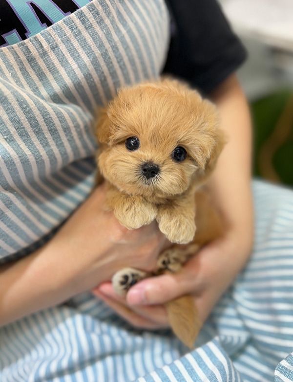 강아지분양 썸네일