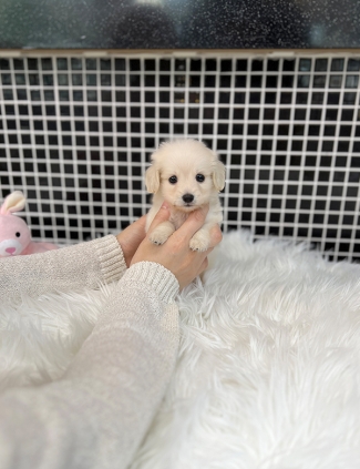 강아지분양 썸네일