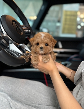 강아지분양 썸네일