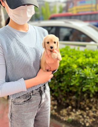 강아지분양 썸네일