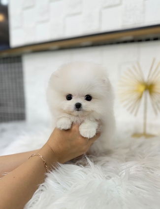 강아지분양 썸네일