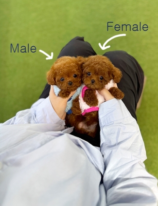 강아지분양 썸네일